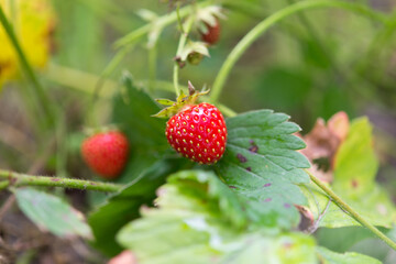 Strawberry berry on a strawberry bush
