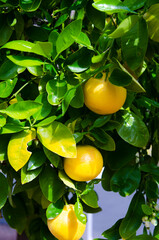 lemons on the tree