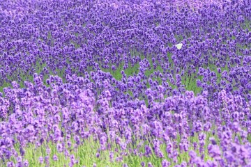 Butterfly and Lavender Field, Hokkaido, Japan