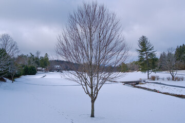 People sliding in the snow. Beautiful tree in the park.