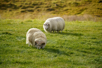 Fototapeta premium Icelandic sheep animal on green grass in East Iceland