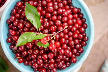 Ripe cherries in a container