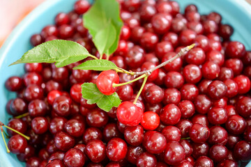 Ripe cherries in a container