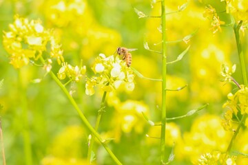 Canola Flower Field, Hokkaido, Japan