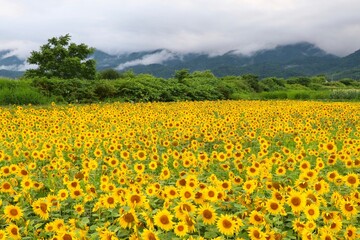 Sunflower Field, Hokkaido, Japan
