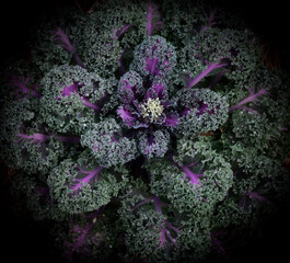 decorative Kale