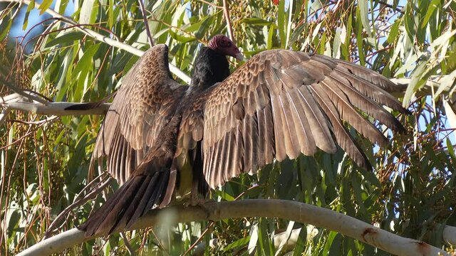 A huge brown Turkey Vulture warms its long wings in the morning sun