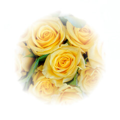 colorful yellow rose flowers closeup with white frame background