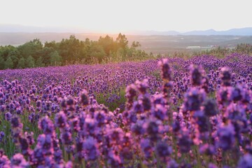 Lavender Field, Furano, Hokkaido, Japan