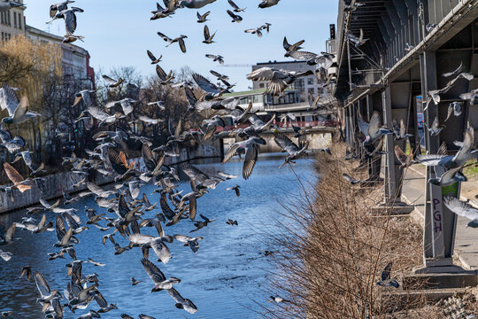 Taubenschwarm in der Stadt vor blauem Himmel, fliegen im Kreis an einem Bahngleis einer Hochbahn neben einem Kanal.