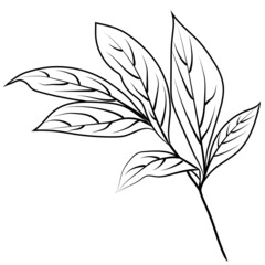 Hand drawn line art flowers. Eucalyptus black contour drawing. Minimal fine art floral illustration on white background. Black and white elegant line drawing. Can be used for logo, pattern, print