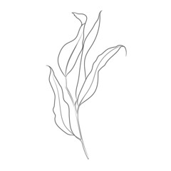 Hand drawn line art flowers. Eucalyptus black contour drawing. Minimal fine art floral illustration on white background. Black and white elegant line drawing. Can be used for logo, pattern, print
