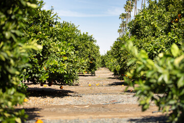 A view looking down a row of citrus trees in an orchard in Southern California.