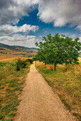 Fototapeta na wymiar The Camino de Santiago in Navarra on a clear day