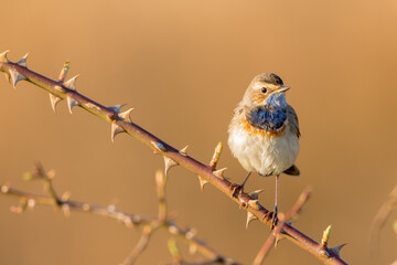 Bluethroat, in the early morning light. It's spring time and he is looking for a female bluethroat.