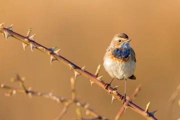 Fototapeten Bluethroat, in the early morning light. It's spring time and he is looking for a female bluethroat. © Cees van Vliet