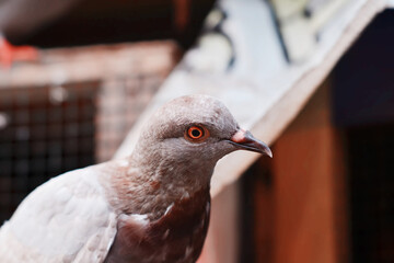close up of a dove