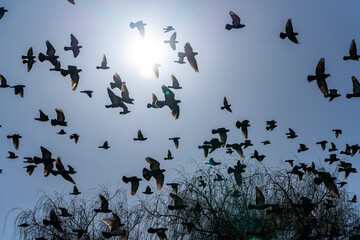 Taubenschwarm in der Stadt vor blauem Himmel, fliegen im Kreis an einem Bahngleis einer Hochbahn neben einem Kanal.