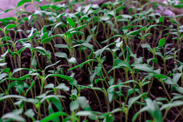 Green plant seedlings, or rather seedlings