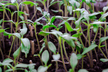 Green plant seedlings, or rather seedlings