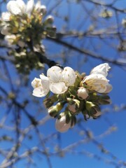 blossom in spring