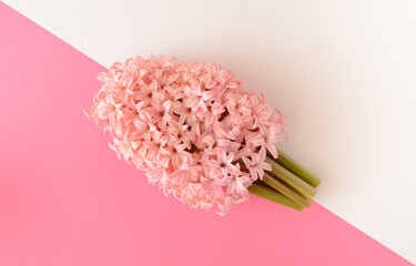 Hyacinth flower on a combination of pink and white background. Spring concept. Flat lay.