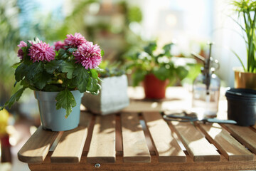 Fototapeta na wymiar potted plant in modern house in sunny day