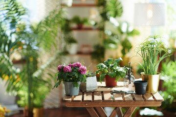 Fototapeta na wymiar potted plant in modern living room in sunny day
