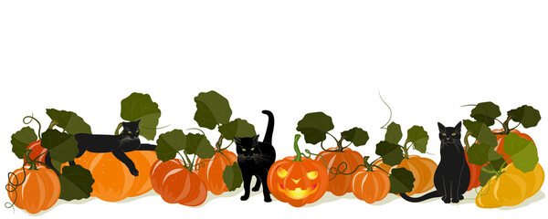 Horizontal banner with black cats and pumpkins and a Jack-o ' - lantern for Halloween. Isolated on white. Place your text placard