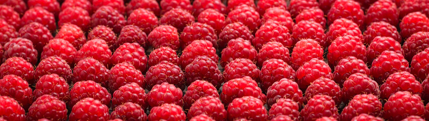 Red raspberries in the same position lined up in rows banner