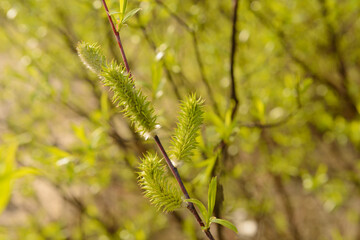 branch of a willow with fluffy buds on a clear sunny spring day