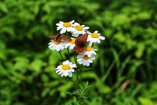Spring camomile daisy flowers field with flying brown butterflies. Natural sunlit background. Summer natural landscape with copy space.