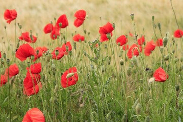 Fototapeta premium Mohnblüten 9