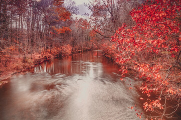 Red Colors of Autumn