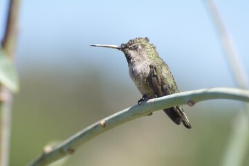 Anna's Hummingbird
