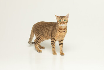 Animal, cat, pet concept. Serengeti cat on a grey background.