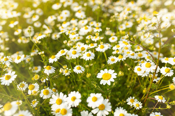 Fototapeta premium Summer nature background with daisies and sunlight, banner for website