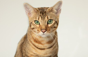 Animal, cat, pet concept. Serengeti cat on a grey background.