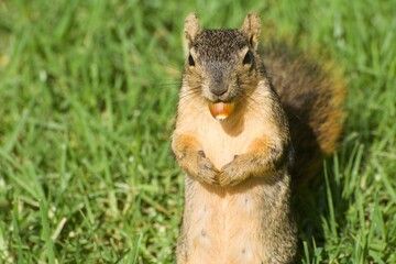 Squirrel with Acorn