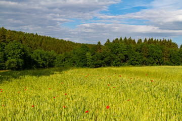 Fototapeta premium Sommerlandschaft im harz blühender Mohn