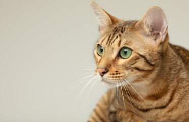 Animal, cat, pet concept. Serengeti cat on a grey background.