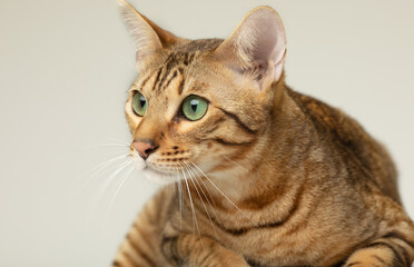 Fototapeta premium Animal, cat, pet concept. Serengeti cat on a grey background.