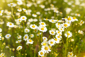 Fototapeta premium Summer nature background with daisies and sunlight, banner for website