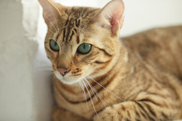 Naklejka na ściany i meble A cute Serengeti cat lies on the windowsill.