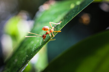 Fototapeta premium Red ant on green leaves on a natural background