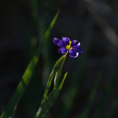 Blue-eyed grass