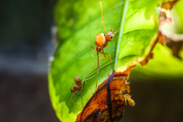 Red ant on green leaves on a natural background