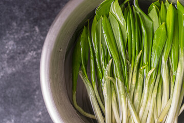 Freshly picked wild garlic leaves for washing in a bowl, close up, top view. Healthy leaves of green wild leek