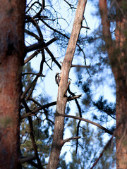 Woodpecker on a dry tree in the forest