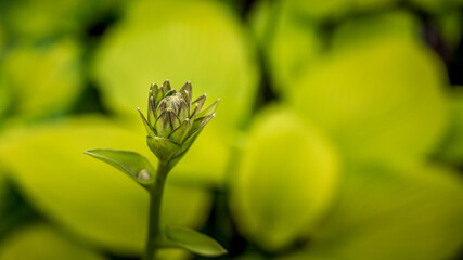 Green Flower